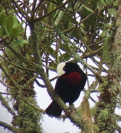 White-capped Tanager