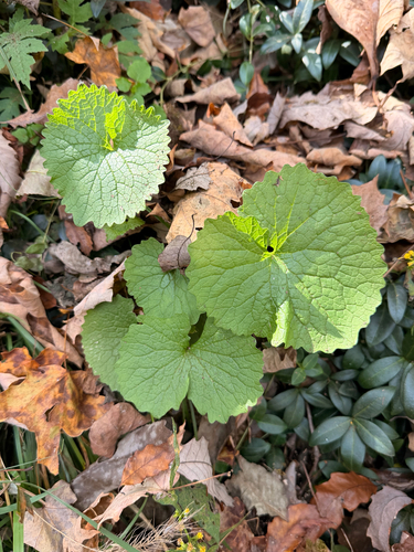 garlic mustard