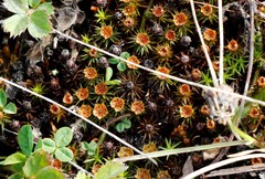 Polytrichum piliferum