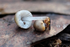 Mycena carmeliana