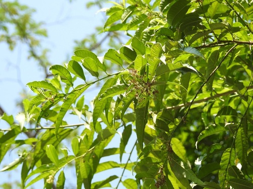 Cestrum racemosum, photograph 4