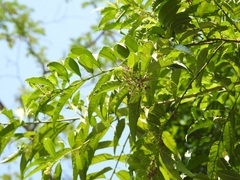 Cestrum racemosum