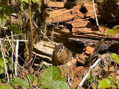 Yellow-cheeked Chipmunk observed by hurricane_hill
