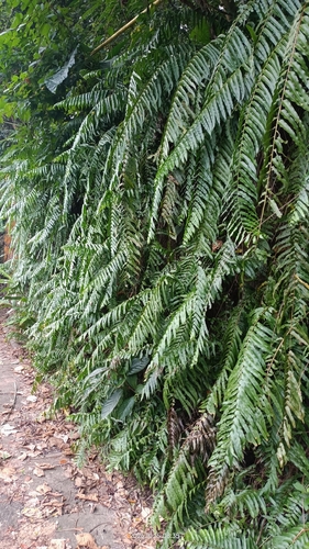 Nephrolepis biserrata observed 2026-10-15
