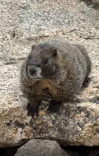Yellow-bellied Marmot observed by carsonagould