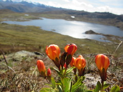 Gentianaceae