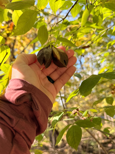 American bladdernut