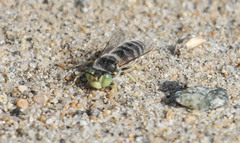 Bembix americana comata