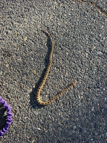 Pacific Gopher Snake