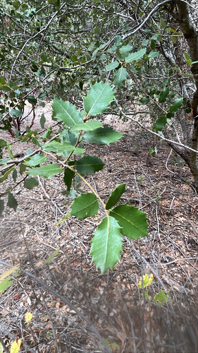 iNaturalist observation photo of canyon live oak
