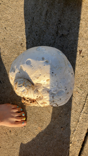 giant puffball