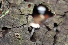 Mycena carmeliana