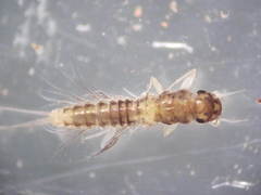 Leptophlebia