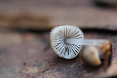 Mycena carmeliana