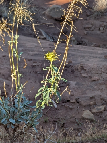 Stanleya pinnata observed 2026-10-14