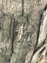 Gomphurus