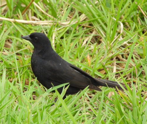 Shiny Cowbird