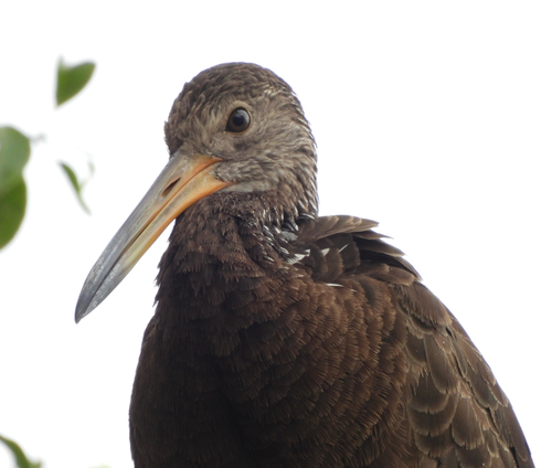 Limpkin