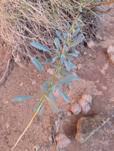 Stanleya pinnata observed 2026-10-14