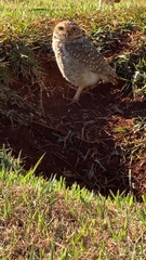 Athene cunicularia