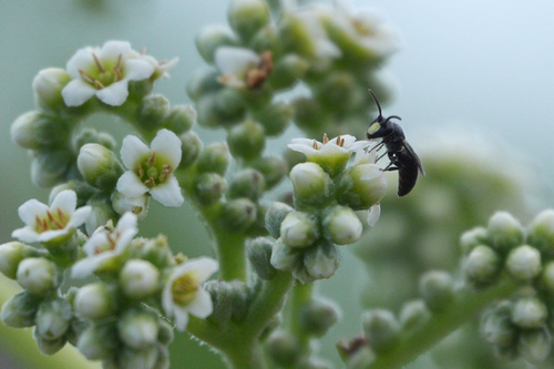 Hylaeus anthracinus observed 2026-10-14