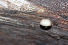 Mycena carmeliana