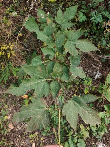 Korean Raspberry