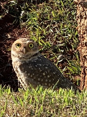 Athene cunicularia