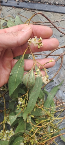 Eucalyptus crebra observed 2026-10-15