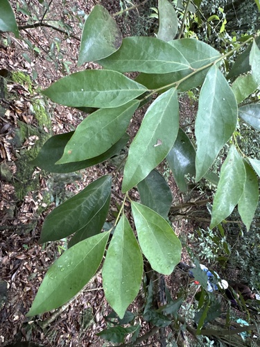 Lindera communis observed 2026-10-15