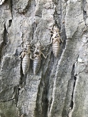 Gomphurus