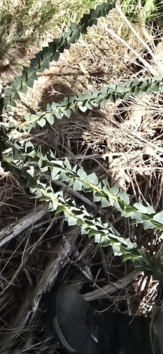 Acacia cultriformis observed 2026-10-15