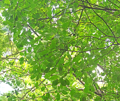 Hintonia latiflora, 2026-10-11