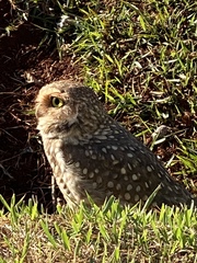 Athene cunicularia