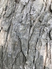 Gomphurus
