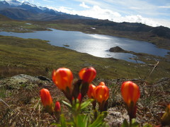 Gentianaceae