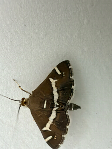 Hawaiian Beet Webworm Moth