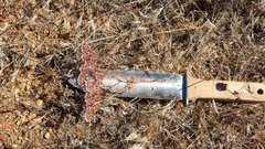 Chorizanthe leptotheca