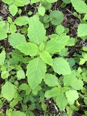 Impatiens pallida