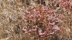Chorizanthe leptotheca