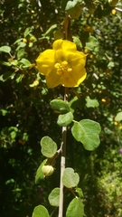 Fremontodendron californicum