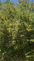 Fremontodendron californicum