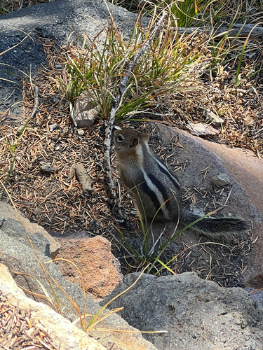 Common Golden-mantled Ground Squirrel observed by joieous15