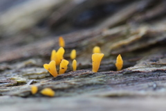 Calocera guepinioides