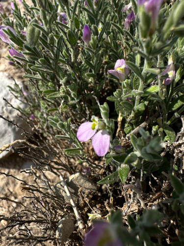 Glandleaf Milkwort