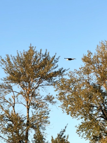 Bald Eagle