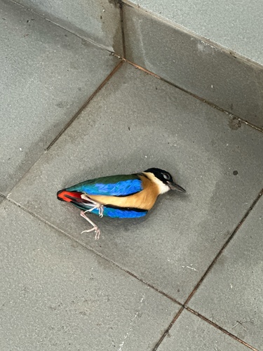 Pitta moluccensis, 2026-10-15