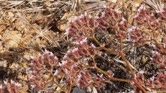 Chorizanthe leptotheca