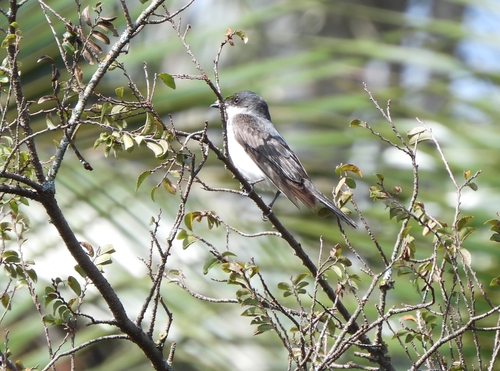 Tirano dorso negro observed by consueloaltramuz2020