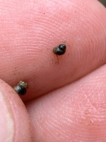 Bear Lake Springsnail